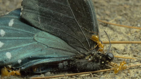 Makroaufnahme-Von-Ameisen,-Die-Zusammenarbeiten,-Während-Sie-Eifrig-Auf-Einem-Toten-Schmetterling-Herumkriechen-Und-Stücke-Entfernen,-Um-Sie-In-Die-Kolonie-Zurückzubringen