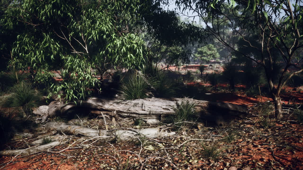 오스트레일리아의 숲에서 해가 지는 것