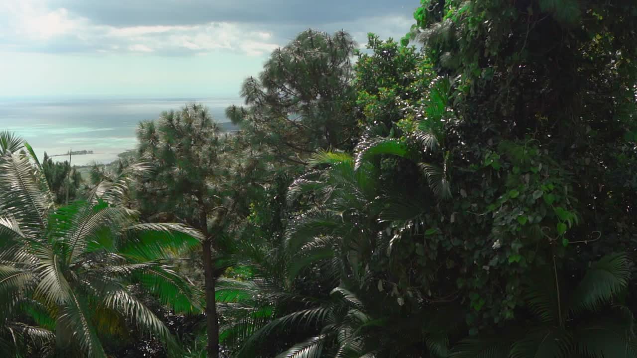 пальмы и вид на океан в ле шамарель