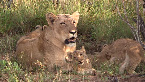 Adorable-scene-of-a-lioness-with-her-cubs