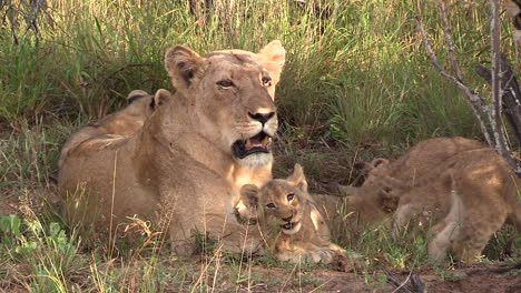 adorable scene of a lioness with her cubs