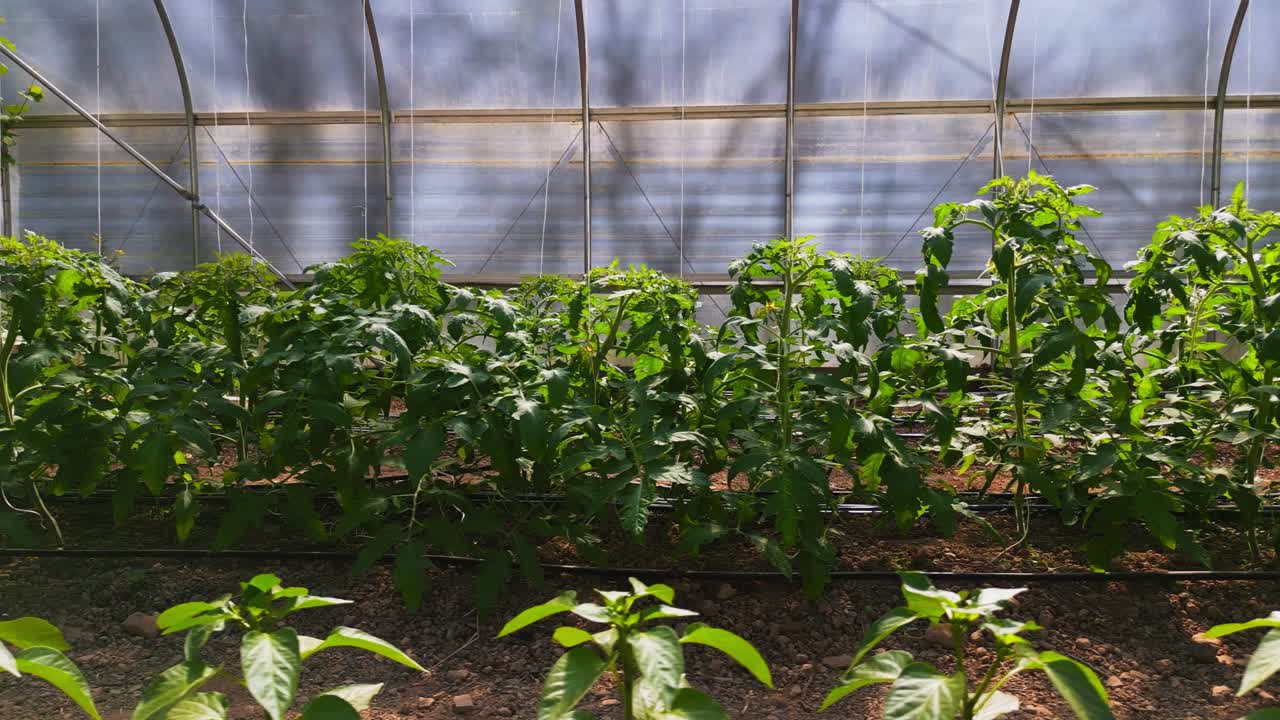 작은 농장에서 온실에서 자라는 토마토와 고추 식물의 줄