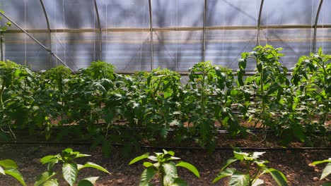 filas de plantas de tomate y pimienta que crecen en invernadero en una pequeña granja
