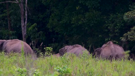 Los-Elefantes-Asiáticos-Son-Especies-En-Peligro-De-Extinción-Y-También-Son-Residentes-De-Tailandia