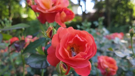 Rosas-De-Color-Rojo-Brillante-Florecen-En-Un-Exuberante-Jardín-Con-Una-Abeja-Dentro-De-Una-De-Las-Flores.