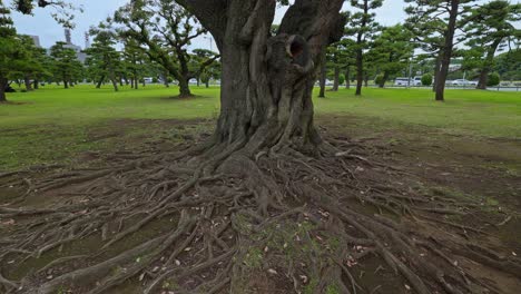 a large, old tree with sprawling roots dominates a park scene in tokyo, set against a backdrop of green lawns and other trees.