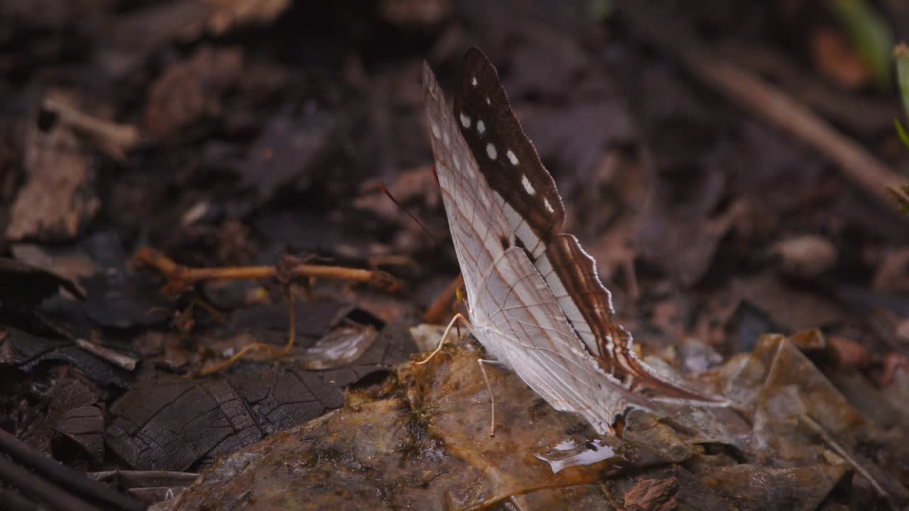 Swallowtail butterfly basking and mud puddling in golden sunlight slowly moving wings on a leaf in Peru’s tropical rainforest.