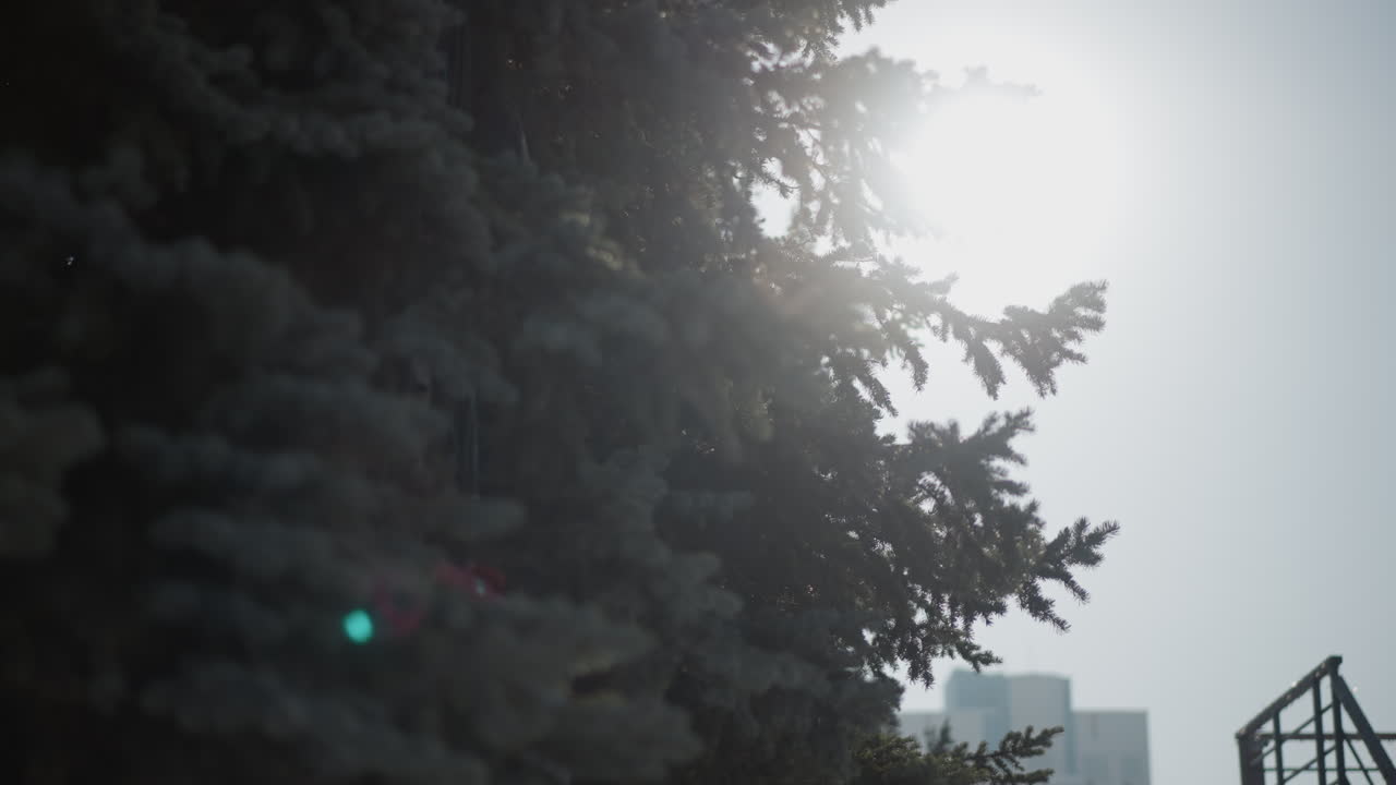 winter tree branches heavy with frost shimmering in afternoon sun under clear bright blue sky, evergreen needles glisten with ice crystals in crisp cold winter light, sun rays sparkle through frost