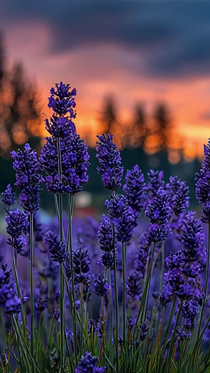 Campo di lavanda mozzafiato al tramonto: un’affascinante esposizione di vivaci fiori viola su uno splendido cielo arancione e blu