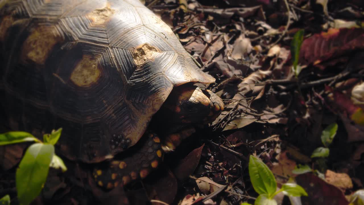 Yellow footed tortoise super closeup of it retreating the head inside the shell as its bothered by flies and other flying insects