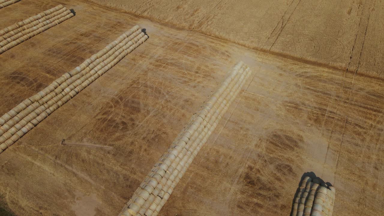 Campo di grano maturo. Parte del campo è stata mietuta con una mietitrebbia. La paglia è raccolta in rotoli e impilata a piramide ai margini del campo. Fotografia aerea.