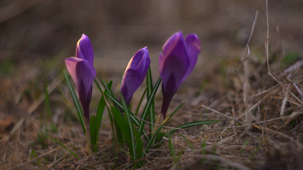 Grappolo di crochi viola al crepuscolo, boccioli chiusi nella fresca penombra, profondità di campo ridotta, toni tenui, rustico.