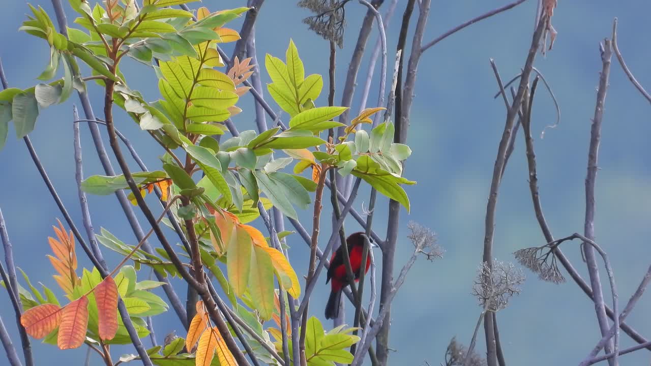 Crimson-backed tanager perches on tree, shaking its bright feathers