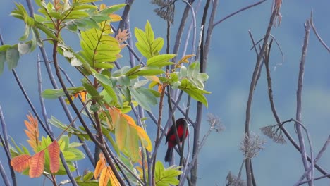 Crimson-backed tanager perches on tree, shaking its bright feathers