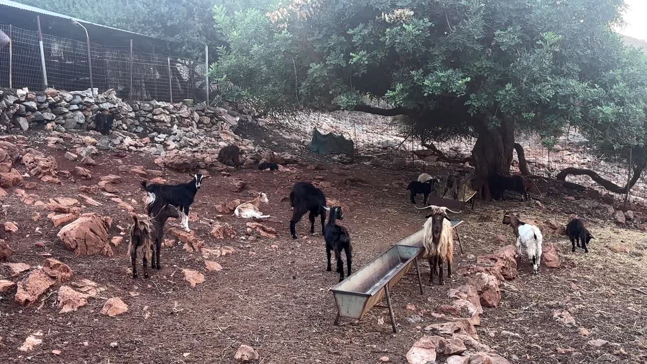 rustic goat farm in Crete Greece with goats grazing near a tree and rocky terrain