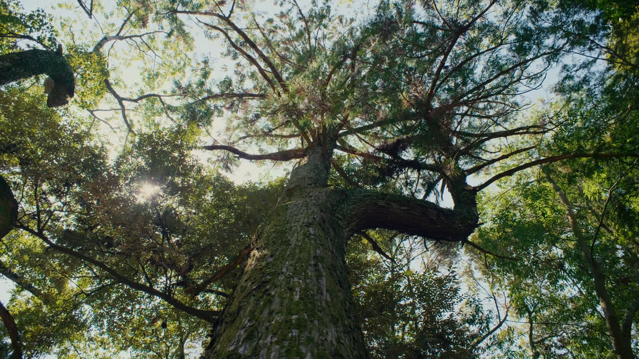 Paesaggio naturale con albero antico e luce solare che evidenzia texture e foglie