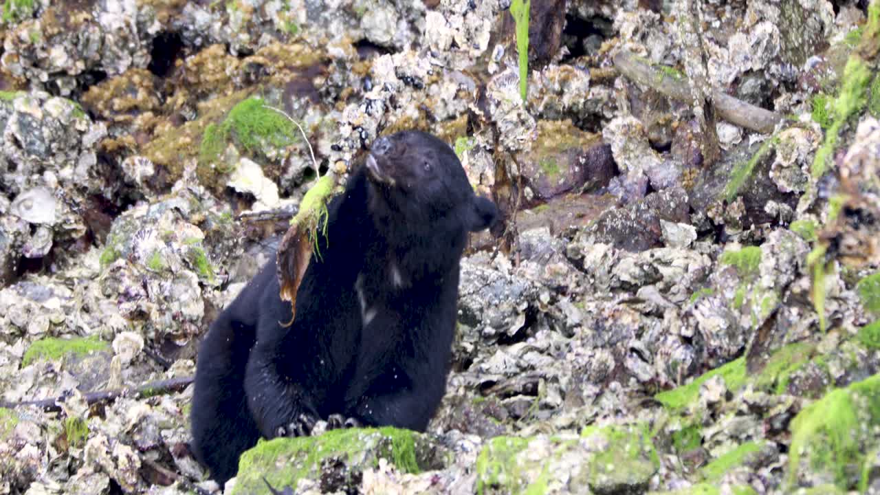 Bear eating mussels at a beach on Vancouver Island (British Columbia - Canada)