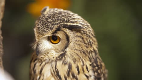 Indian-eagle-owl-turning-and-rotating-head-270-degrees-checking-surrounding-for-danger,-close-up