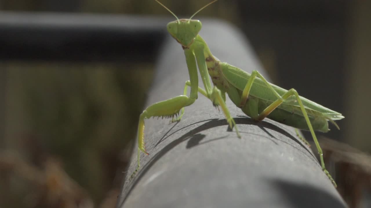 Filmato di una mantide religiosa verde, seduta su una ringhiera metallica nera, che guarda la telecamera, vista frontale, rallentatore