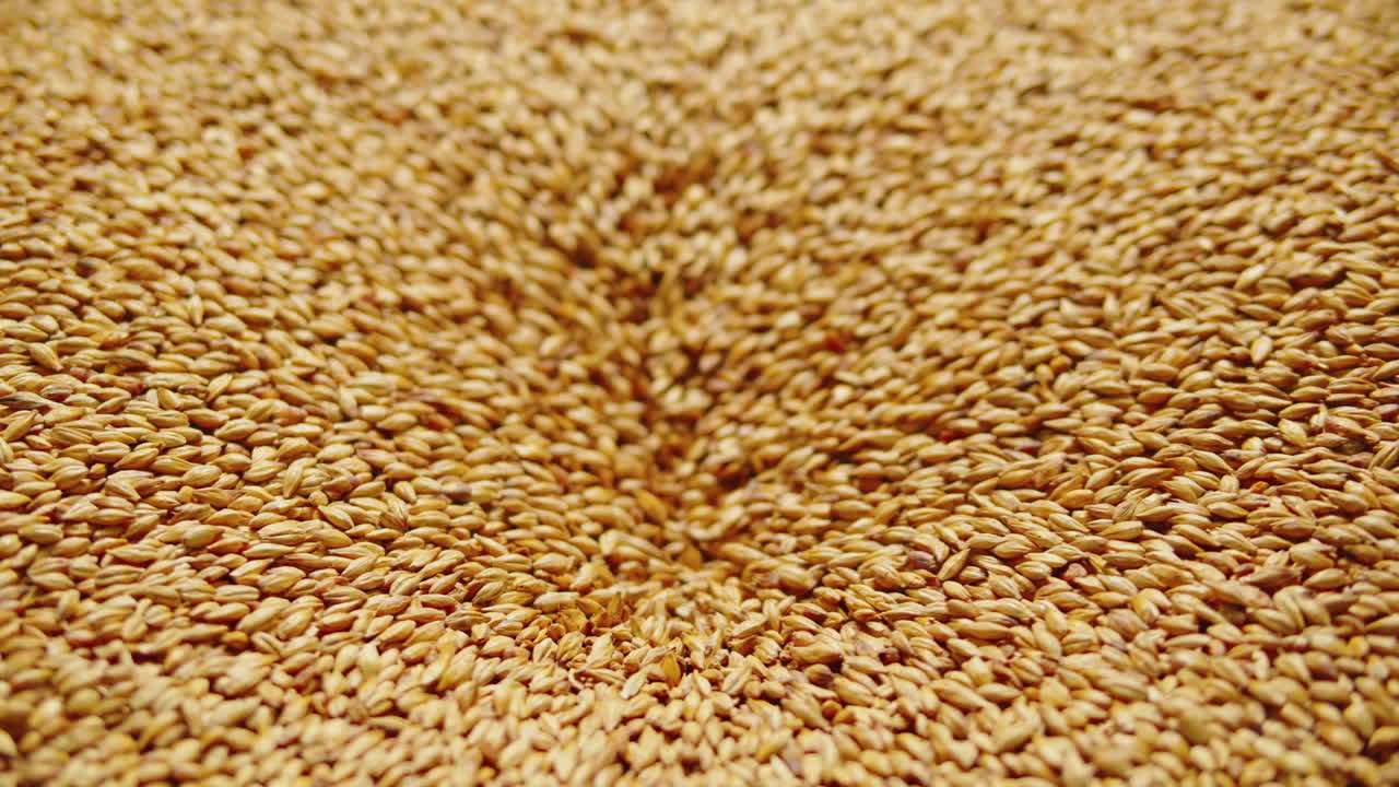 Craft beer production factory, brewery manufacture. Barley malt grains in conveyor close-up. Brewing, cooking alcohol in metal vats bottles