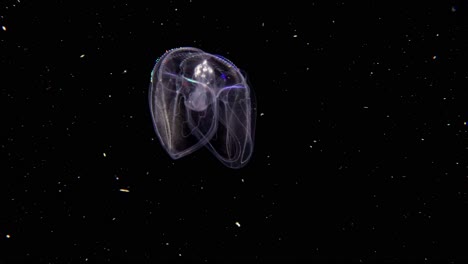 ctenóforo de peine de jalea alado con la luz refractada de los cilios, a medida que se mueve