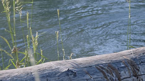 Three-adorable-fluffy-ducklings-hop-off-sunny-log-into-wetland-water