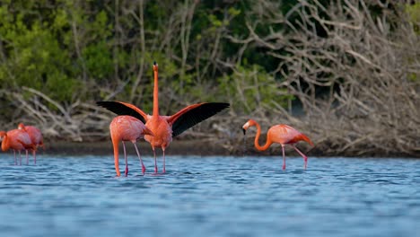 El-Flamenco-Rojo-Rosado-Extiende-Alas-Negras-Y-Rápidamente-Aletea-Y-Sacude-La-Cabeza,-Cámara-Lenta