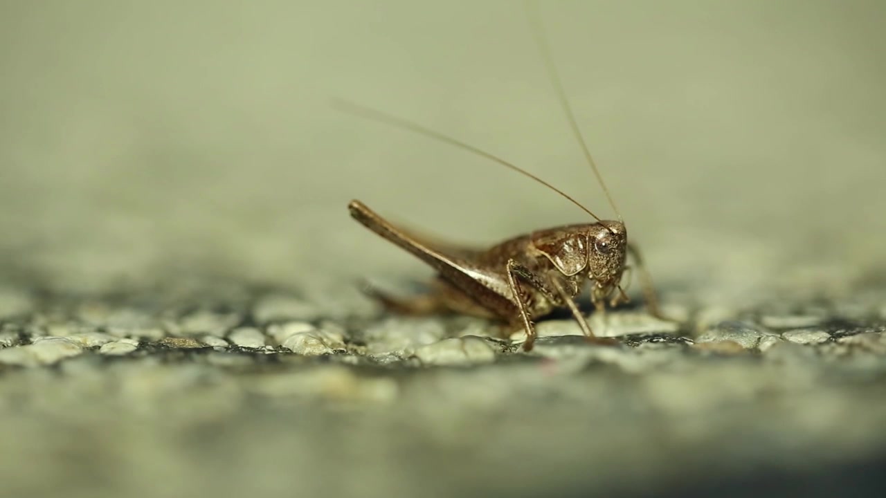 Primo piano di una cavalletta