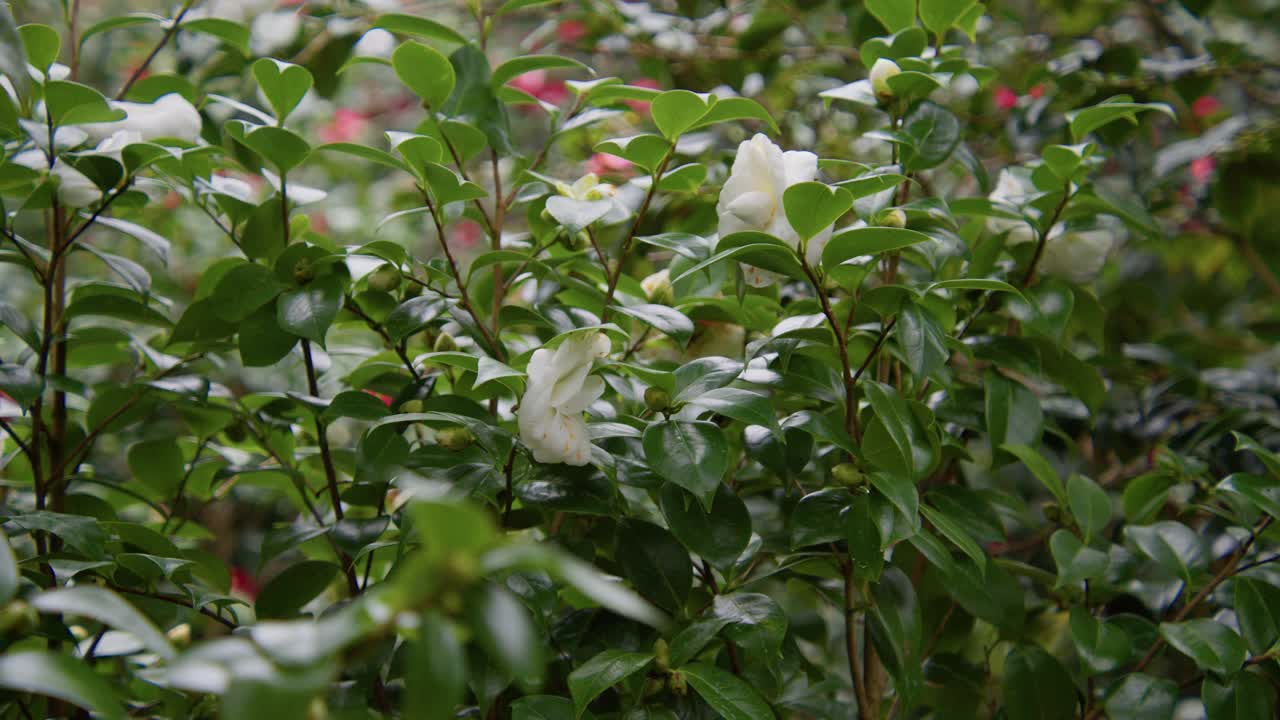 A vibrant camellia in full bloom with soft petals and rich details. Captured in 4K slow motion, this shot showcases the elegance of nature and botanical beauty.