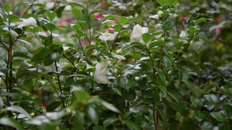 a vibrant camellia in full bloom with soft petals and rich details. captured in 4k slow motion, this shot showcases the elegance of nature and botanical beauty.