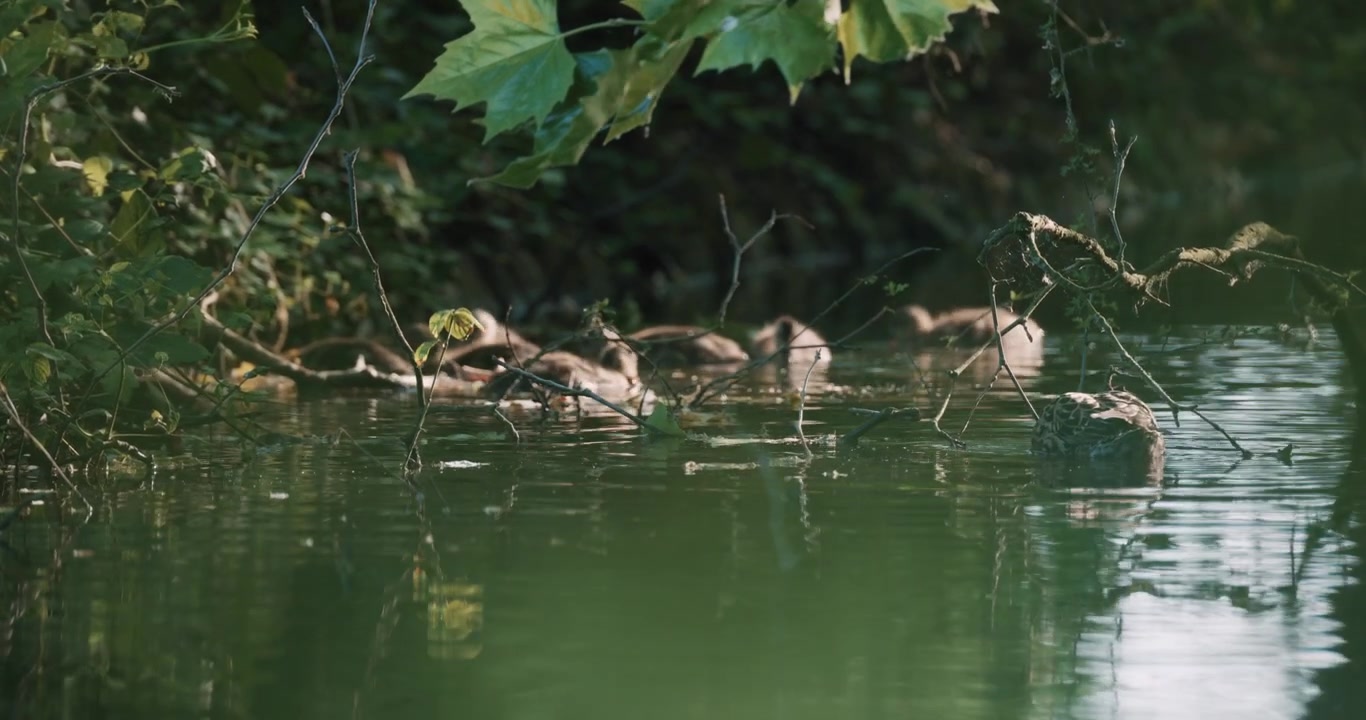 Una tranquilla scena di stagno con piccole anatre selvatiche che nuotano nell'acqua, natura e fauna selvatica pacifiche
