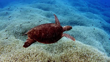 tortuga marina verde nadando libremente en el arrecife bajo el mar azul brillante - primer plano