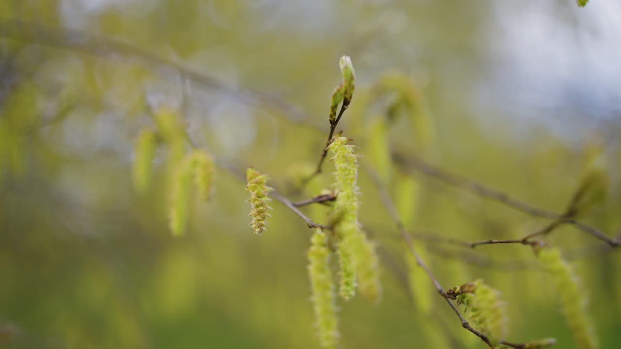 Springtime Hazel Catkins