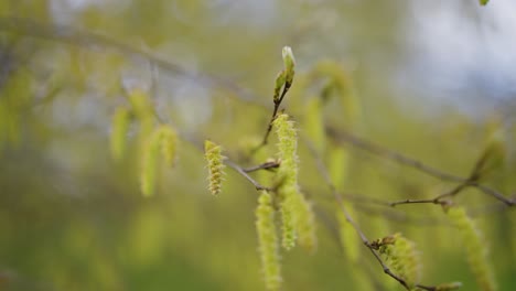 springtime hazel catkins