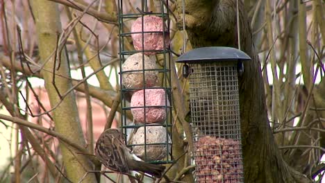 Spatzen-Ernähren-Sich-Von-Fettbällchen,-Die-An-Einem-Baum-In-Einem-Garten-In-Der-Grafschaftsstadt-Oakham-In-Rutland-Hängen