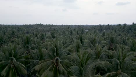 vast coconut palm tree plantation