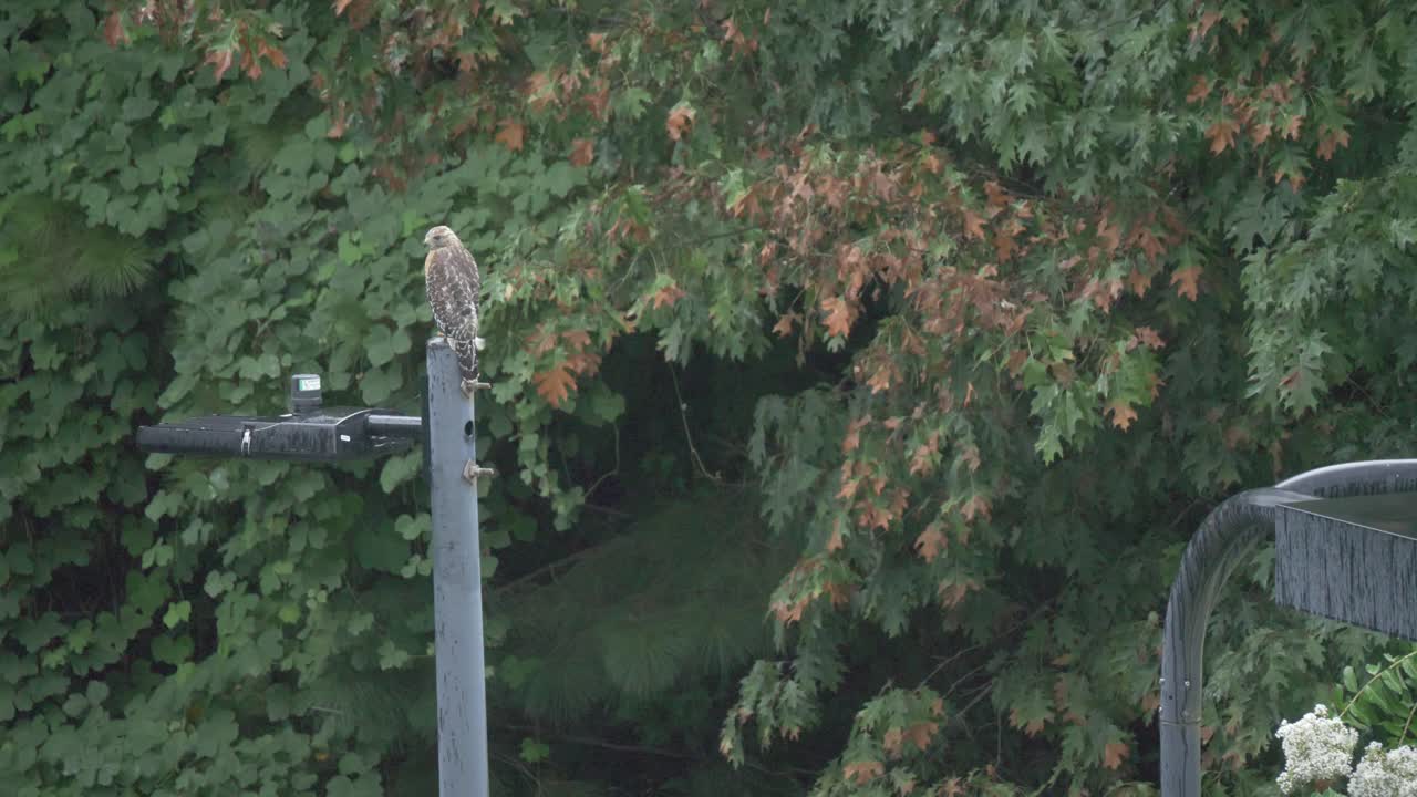 halcón posado en un poste de luz bajo la lluvia cazando
