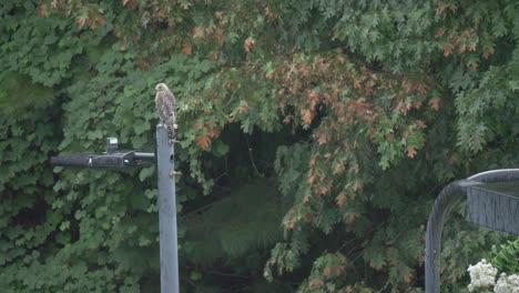 hawk perched on lamp post in rain hunting