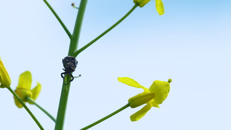 una foto macro de un pequeño escarabajo en un tallo verde de una planta con flores amarillas, contra un claro cielo azul