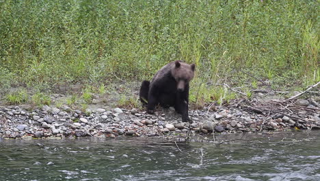 big male grizzly bear standing beside river sits down on gravel bank