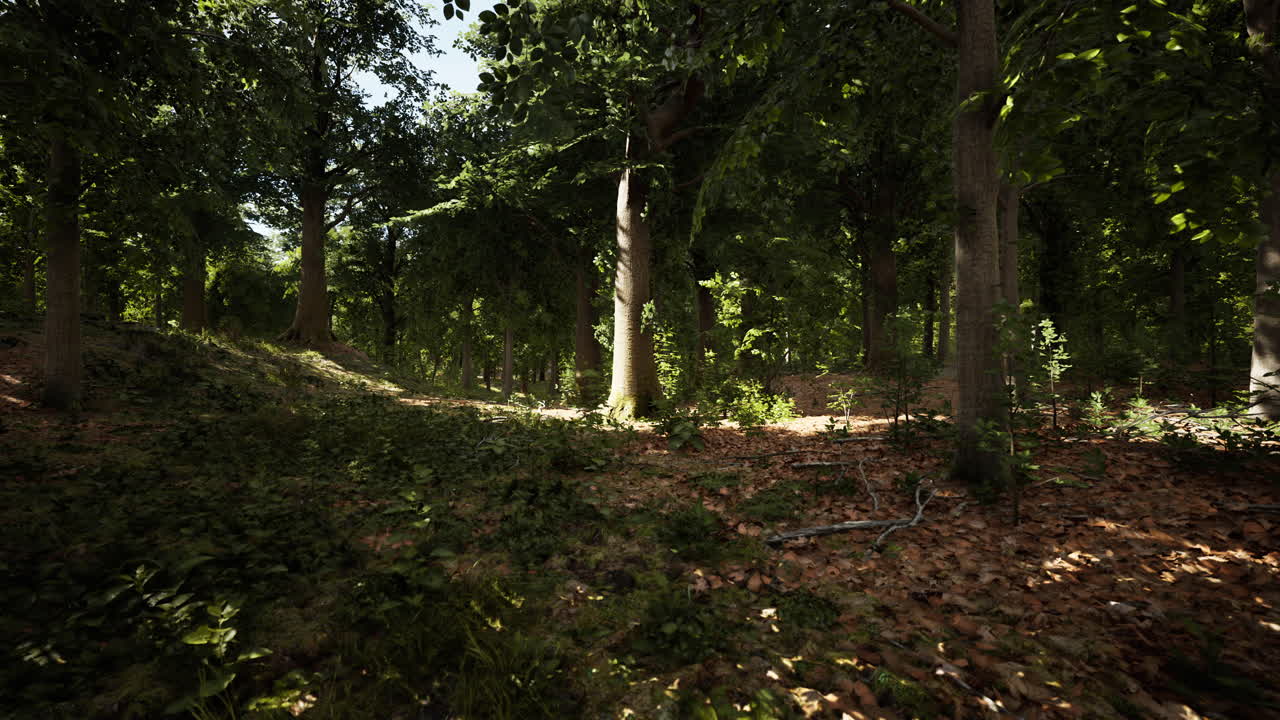 Raggi di sole attraverso i fitti rami degli alberi in una densa foresta verde.