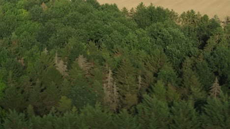 aerial drone shot of forest woodland in the countryside