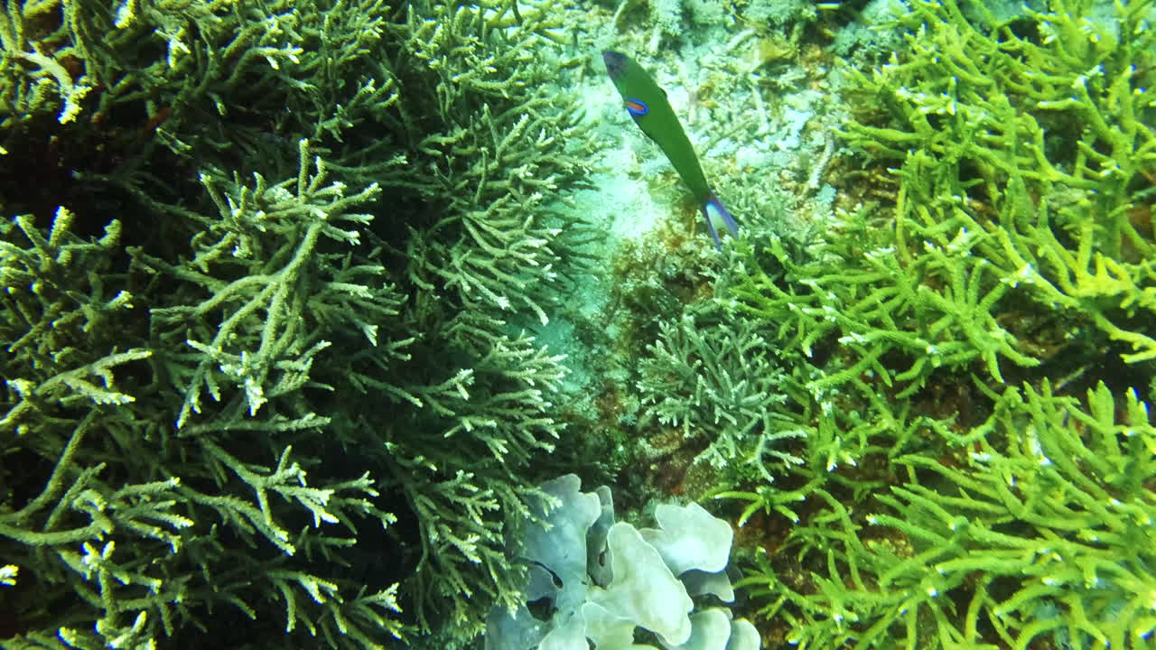 He's flying high underwater