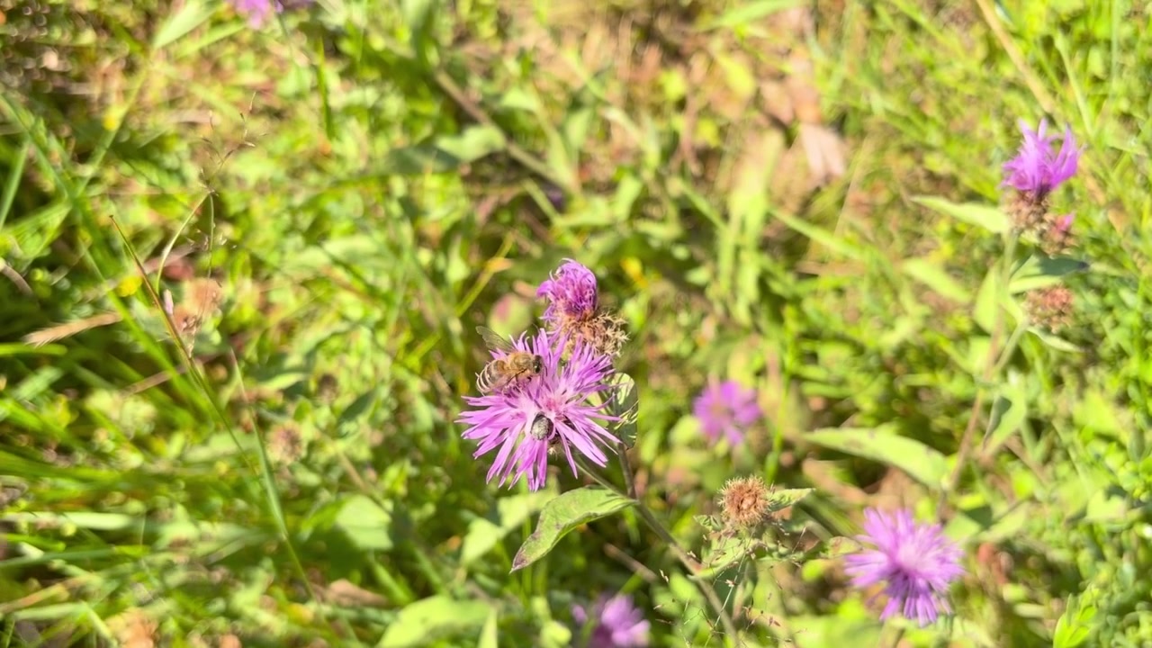Seekor lebah madu mencari makan pada bunga knapweed ungu dekat beberapa bunga merah muda yang mekar, dikelilingi oleh batang hijau, daun, kuncup yang belum mekar, dan vegetasi padang rumput yang disinari matahari dari dekat.