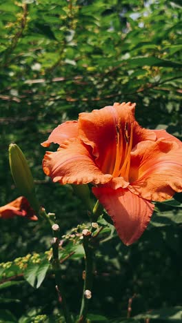 lirio de naranja en un jardín
