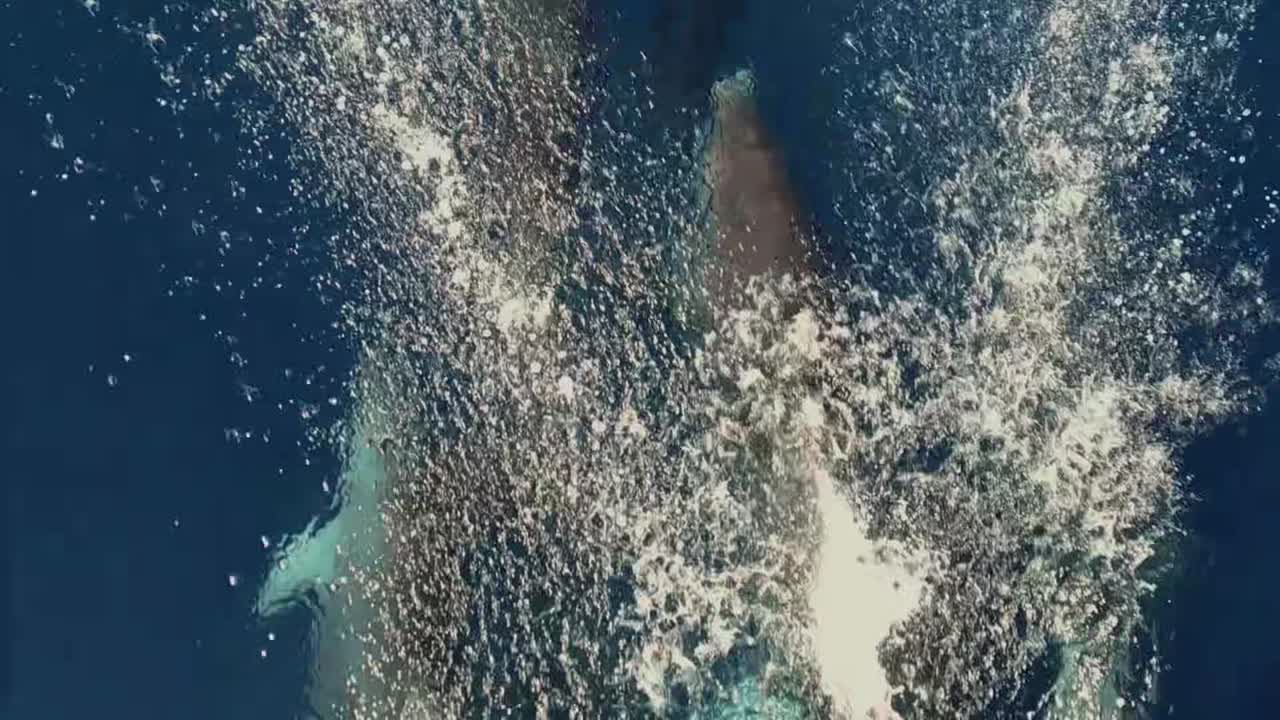 Playful schooling of wild dolphins playing and jumping out of the sea