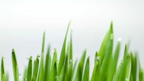 blades of green grass growing on white background, macro time lapse