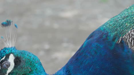 close-up of plumage of a free peacock