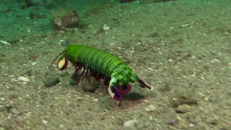 camarón mantis pavo real macho moviéndose sobre fondo arenoso usando aletas tipo paleta, plano medio que muestra todas las partes del cuerpo durante el día