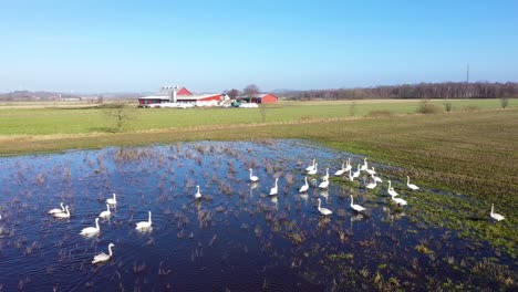 Vista-Aérea-De-La-Bandada-De-Cisnes-En-El-Agua-En-El-Campo-Inundado